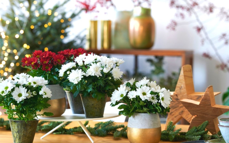 christmas flower pots