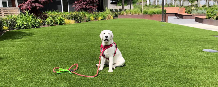 Backyard Artificial Grass for Dogs That Looks Real