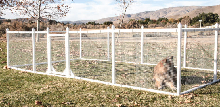 DIY Backyard Ideas for Dogs on a Budget