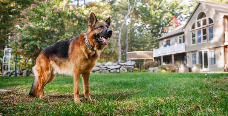 Backyard Ideas with Dogs in Mind for Harmony
