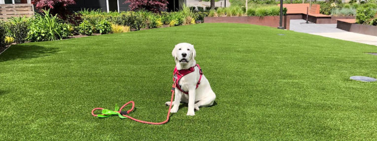 Backyard Ideas for Dogs No Grass Easy Cleaning