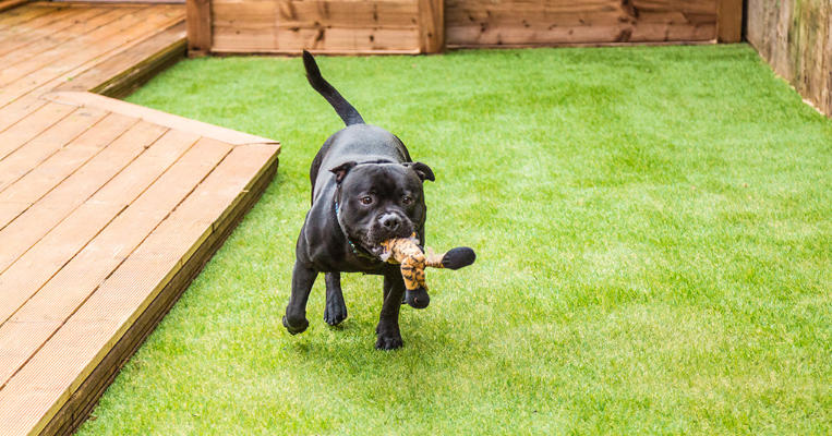 Backyard Dog Friendly Landscaping Tips for Small Spaces