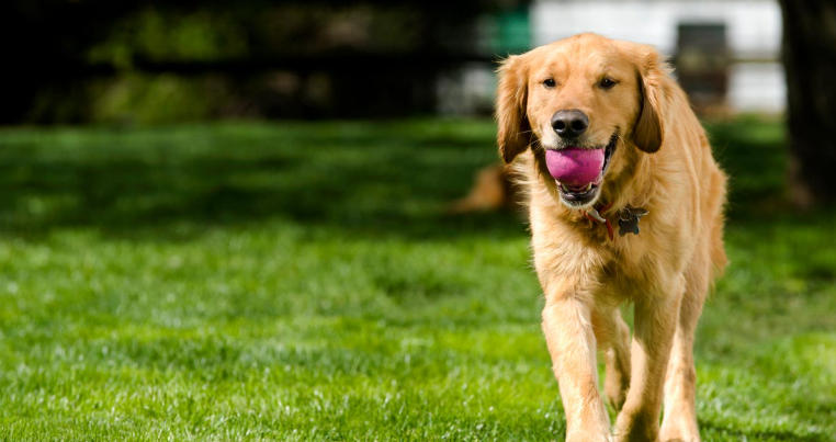 Dog Safe Lawn Treatment for Green Lawns