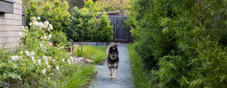 Backyard Landscaping Ideas for Dog Owners’ Needs