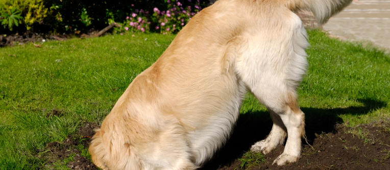 No Grass Backyard for Dogs That’s Easy to Maintain