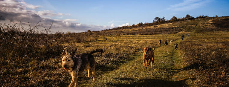 Best Backyard Ideas for Dogs That Love to Run