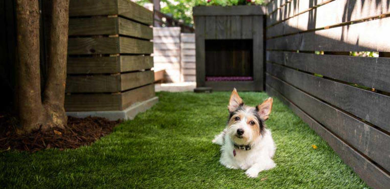 Backyard Design Ideas for Dogs and Their Owners