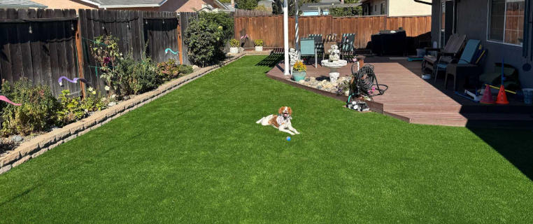 Pet Friendly Lawn Food for a Greener Space