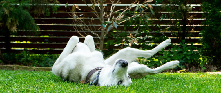 Safe Lawn Treatment for Every Pet Owner