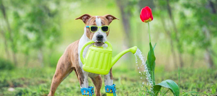 Dog Safe Yard That Balances Beauty and Safety