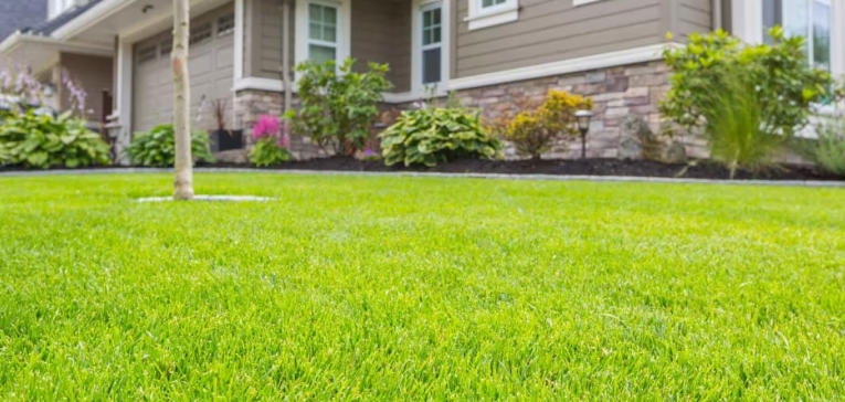 Top Pet Friendly Lawn Care Companies in the Market