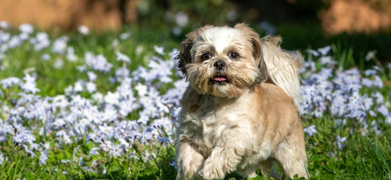 Best Garden Ideas for Dogs That Are Easy to Maintain
