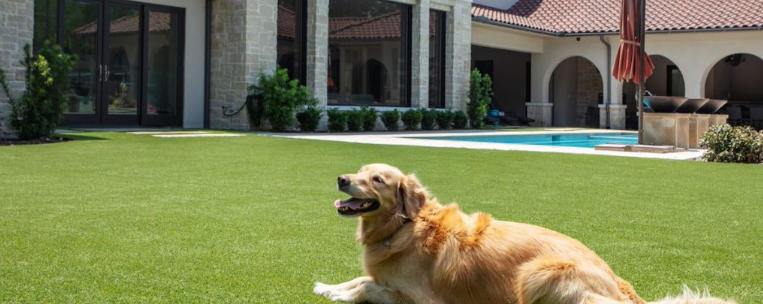 Backyard Ideas for Dogs That Dig Safely