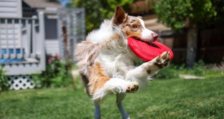 Pet Friendly Backyard Ideas That Inspire