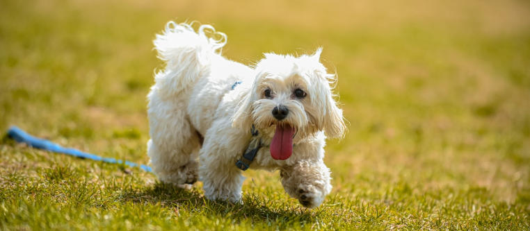 Choosing a Pet Safe Lawn Food for Healthy Growth