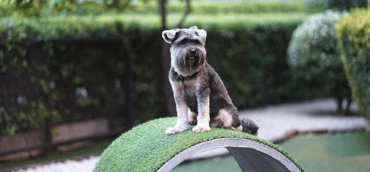 Dog Proof Grass Backyard Design Tips