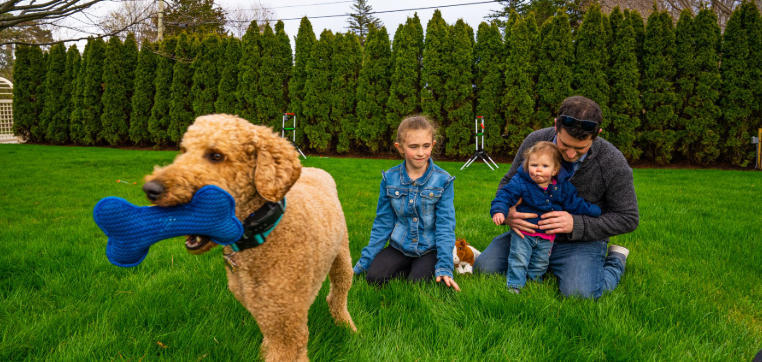 How to Achieve Animal Friendly Lawn Care