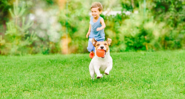 Dog Friendly Lawn Treatment for Safe Play Areas