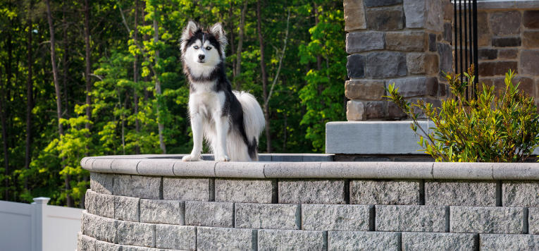 Dog Proof Lawn Alternative for Modern Homes