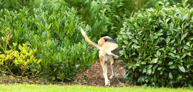 Dog Friendly Landscaping Without Grass for Easy Upkeep