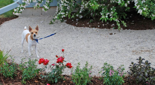 No Grass Backyard Ideas for Dogs with Easy Maintenance