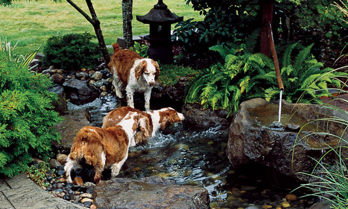 Dog Friendly Backyard Ideas for Modern Homes