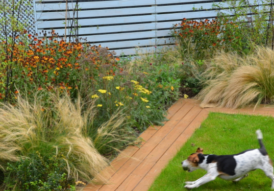 Cheap No Grass Backyard Ideas for Dogs