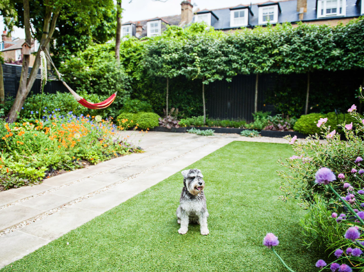 Landscape Ideas for Dog Backyards That Stay Green