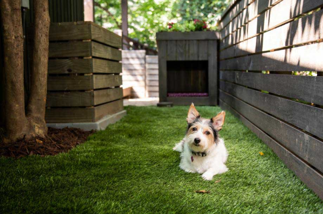 Designing a Comfortable Dog Friendly Backyard