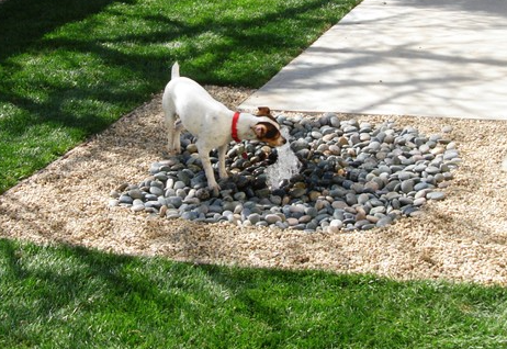 Dog Friendly Landscaping Ideas That Look Beautiful