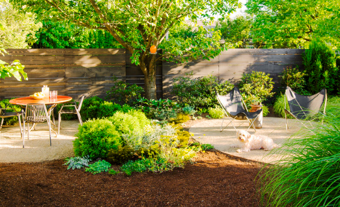 Dog Friendly Lawn Care for Active Backyards