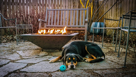 Designing a Dog Friendly Xeriscape Backyard