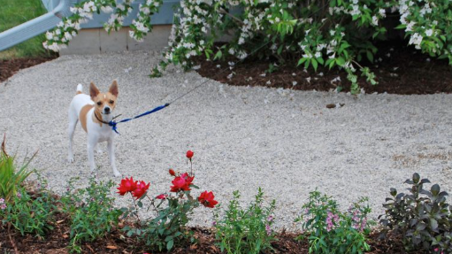 Dog Friendly Backyard Without Grass for Easy Cleaning