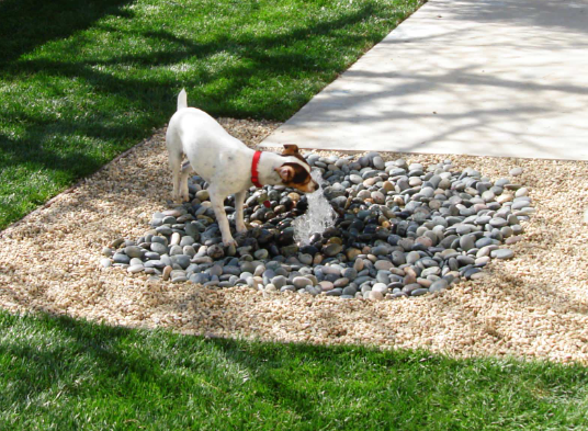 Backyard Landscape Ideas for Dogs with Low Maintenance