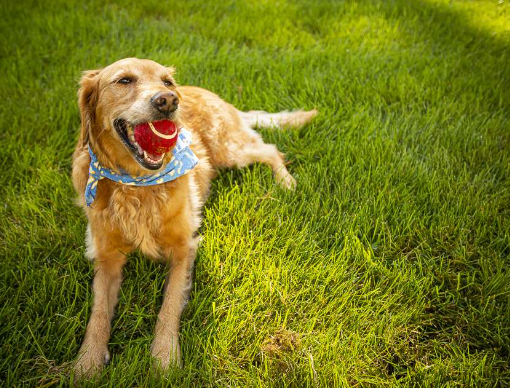 Lawn Care Safe for Dogs and Their Playtime