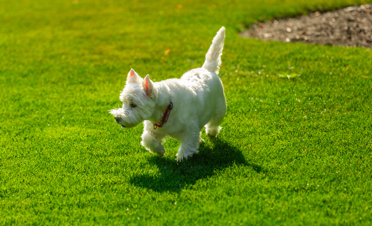Finding Pet Safe Lawn Care Service Near Me