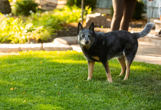 Lawn Care for Pets: Safe and Healthy Grass Solutions