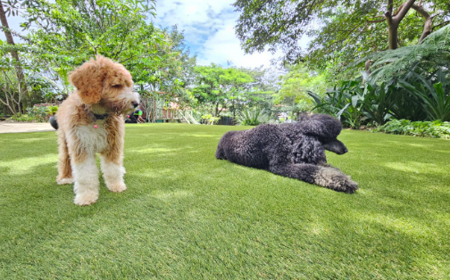 Pet Safe Lawn Service for Clean Green Spaces