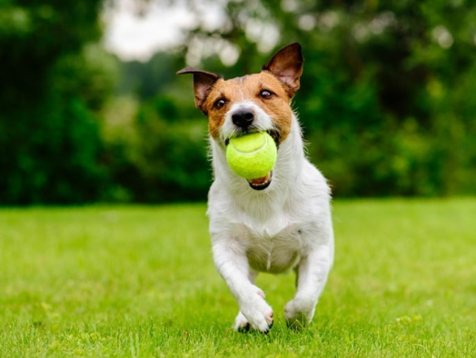 Pet Friendly Yard Treatment That Really Works
