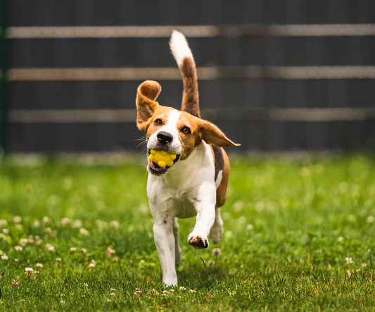 How to Maintain a Pet Safe Lawn Naturally