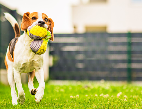 Essential Pet Friendly Lawn Care Tips for Every Season