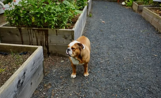 Small Backyard Ideas with Dogs in Mind