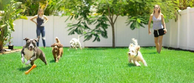 Small Back Yard Ideas for Dogs in Urban Homes