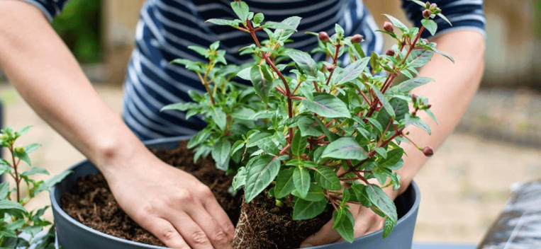 How to Achieve Balance Between Tall and Short Planters