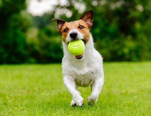 Pet Friendly Lawn Care Service That Delivers Results