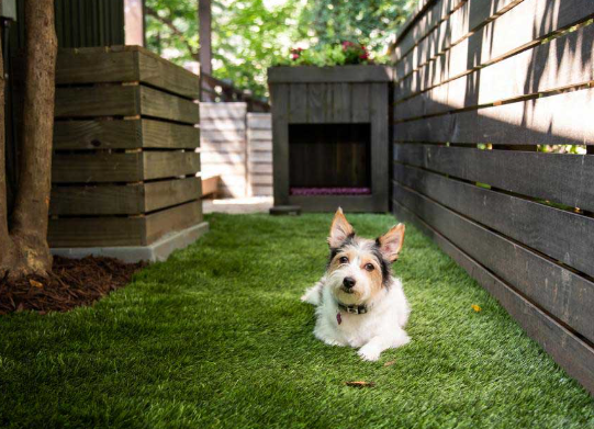 Creative Dog Friendly Backyard Designs Without Grass